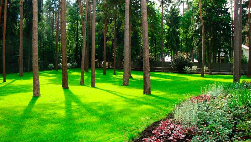 Рулонные газоны в Краснодаре - продажа рулонного газона Краснодар от производителя