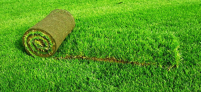 Производство рулонного газона - продажа рулонного газона в Краснодаре