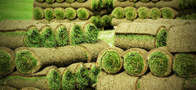 Описание процесса производства рулонного газона - производство продажа рулонного газона в Краснодаре